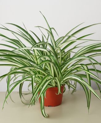 House Plant Shop