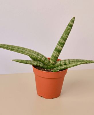 House Plant Shop