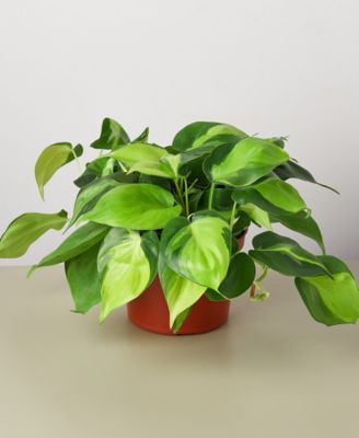 House Plant Shop