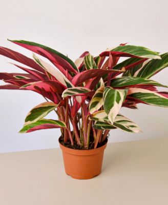 House Plant Shop