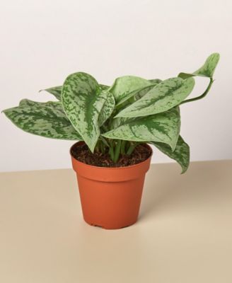 House Plant Shop