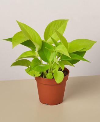 House Plant Shop