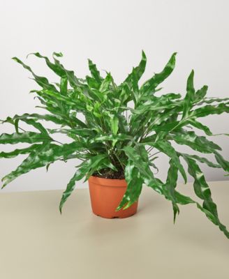 House Plant Shop