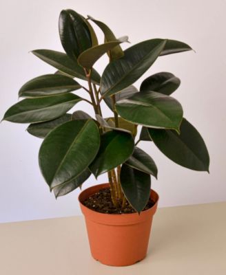 House Plant Shop